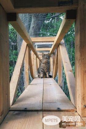 猫奴打造超梦幻树屋 室内猫也可以出去透透气
