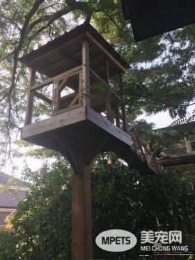 猫奴打造超梦幻树屋 室内猫也可以出去透透气