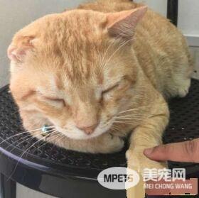 冲刷店的镇店之宝 当地的人气偶像原来是它