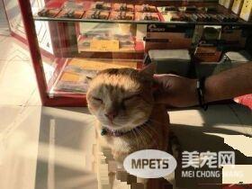 冲刷店的镇店之宝 当地的人气偶像原来是它