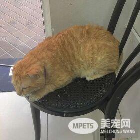 冲刷店的镇店之宝 当地的人气偶像原来是它