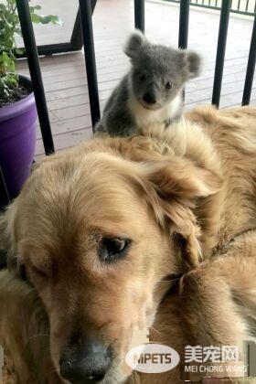 走失无尾熊宝宝将黄金猎犬当做妈妈 取暖画面超有爱