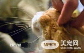 遭二度退养的毛球 却拥有全世界最可爱的呼噜声