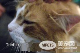 遭二度退养的毛球 却拥有全世界最可爱的呼噜声