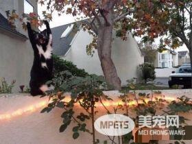 爱高举双手的趣猫咪 超可爱模样瞬间变网络红猫