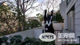爱高举双手的趣猫咪 超可爱模样瞬间变网络红猫