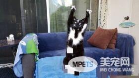 爱高举双手的趣猫咪 超可爱模样瞬间变网络红猫
