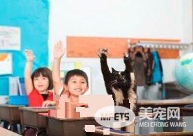 爱高举双手的趣猫咪 超可爱模样瞬间变网络红猫