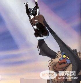 爱高举双手的趣猫咪 超可爱模样瞬间变网络红猫