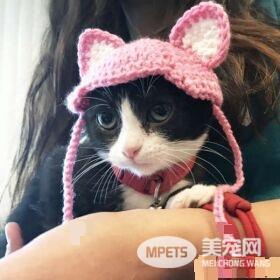 猫咪耳朵尾巴被割掉 在志工帮助下找到超适合的猫奴