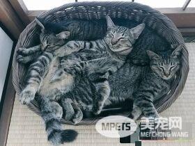 外面大台风家里小台风 猫咪小台风萌力十级
