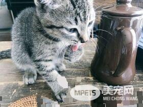 外面大台风家里小台风 猫咪小台风萌力十级