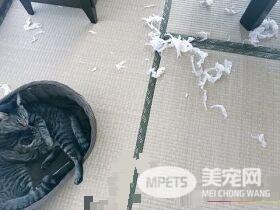 外面大台风家里小台风 猫咪小台风萌力十级