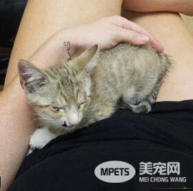 小猫被困高速路中央动弹不得 幸得好心人解救