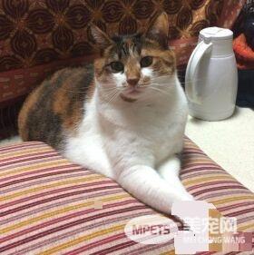 主人外出过夜后回家！发现猫咪竟会自己开肉泥趴