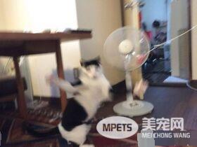 猫咪也有猫咪保姆啦！拍照质量还是有待提高