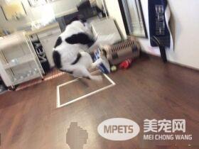 猫咪也有猫咪保姆啦！拍照质量还是有待提高