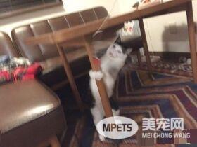 猫咪也有猫咪保姆啦！拍照质量还是有待提高
