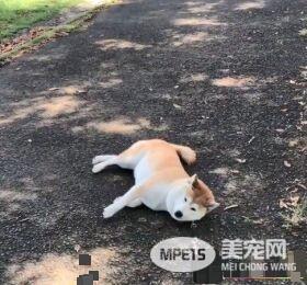 毛小孩也会耍赖！日本ins用户po出爱犬柴柴照片网友热议