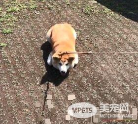 毛小孩也会耍赖！日本ins用户po出爱犬柴柴照片网友热议