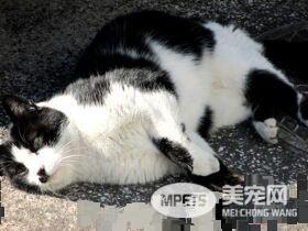 猫咪破窗而逃 主人心急寻找却发现在家门口翻滚