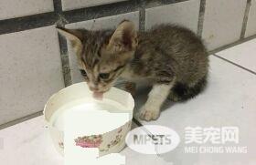 2只猫咪被遗弃在垃圾子母车 遇好心暖爸救回