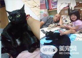 黑猫超爱爸爸 跳到人家肩膀上舔头顶不停撒娇