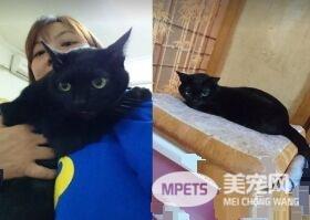 黑猫超爱爸爸 跳到人家肩膀上舔头顶不停撒娇