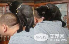 黑猫超爱爸爸 跳到人家肩膀上舔头顶不停撒娇