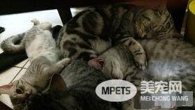 超级奶爸短毛猫 父代母职举脚耐心让女儿喝奶