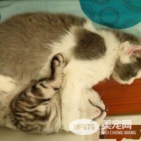 超级奶爸短毛猫 父代母职举脚耐心让女儿喝奶