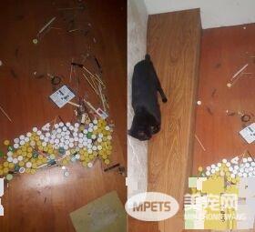 猫咪百香果爱收藏   一大堆瓶盖正在被集齐
