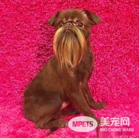 被称为老公公狗的坚果 长胡子却成为它受欢迎的标志