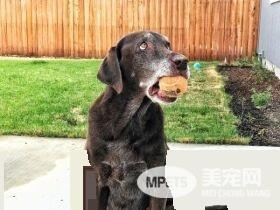 13年不合的猫狗突然破冰成友 其因超暖心