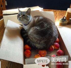 让猫咪没有抵抗力的 居然是具有神秘气息的水蜜桃