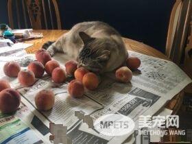 让猫咪没有抵抗力的 居然是具有神秘气息的水蜜桃