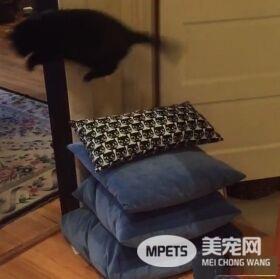 怪癖黑猫不喜欢厨房木地板 跳跳蛙变身成超人