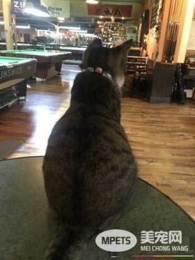 两只招财猫坐镇 带你看日本一家超暖心的台球店