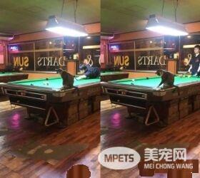 两只招财猫坐镇 带你看日本一家超暖心的台球店
