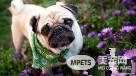 怎么才能让狗狗听话 对幼犬进行呼名训练教程