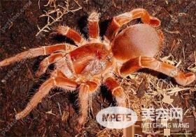宠物蜘蛛有没有毒 大多数蜘蛛都具有一定的毒性