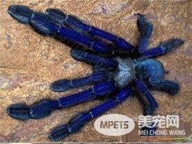 宠物蜘蛛有没有毒 大多数蜘蛛都具有一定的毒性