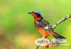 白喉矶鸫饲养 白喉矶鸫每天一定喂一次软料