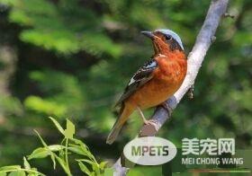 白喉矶鸫饲养 白喉矶鸫每天一定喂一次软料