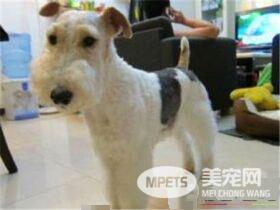 刚毛猎狐梗怎么养 切记不能给狗狗喝牛奶