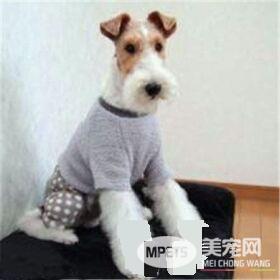 刚毛猎狐梗怎么养 切记不能给狗狗喝牛奶