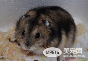 三线仓鼠如何饲养 蔬果部分勿一次喂食太多