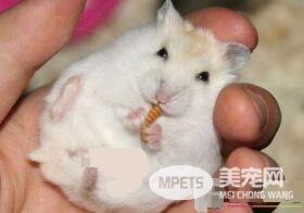 金狐仓鼠怎么养 金狐仓鼠最适宜温度20到28度