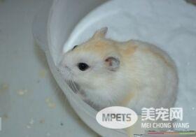 金狐仓鼠怎么养 金狐仓鼠最适宜温度20到28度