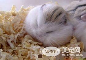 老婆婆仓鼠怎么养 给它备一个光线比较暗的环境